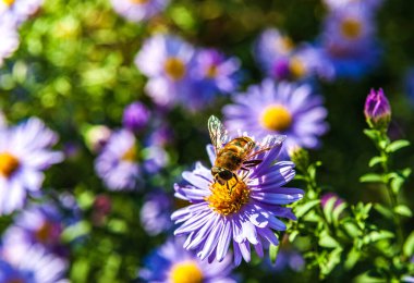 Sonbahar güneşli bir gün. Bitmeyen bir yıldız. Bir arı nektarı toplar..