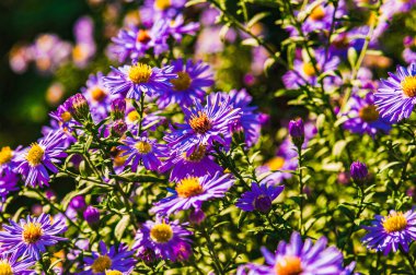 Güneşli bir sonbahar günü.Çiçek açan mor ebediyet asteroidi. Uzayı kopyala.