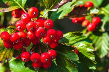 Güneşli bir sonbahar günü. Rowan Berries ile şube. Arka plan bulanık..