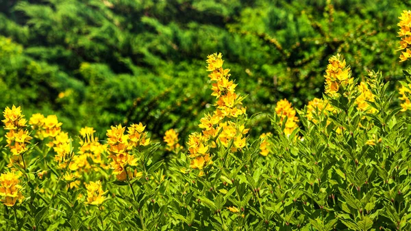 Día Soleado Jardín Botánico Florecimiento Flojo Estrife Floral Background Copy — Foto de Stock