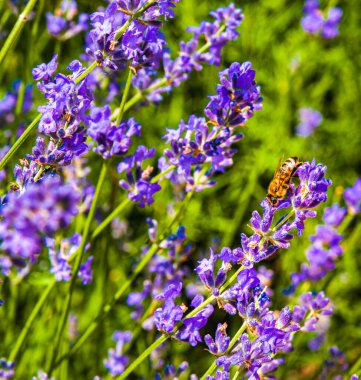 Yaz güneşli bir gün. Bir arı lavanta çiçeklerinden nektar toplar. Uzayı kopyala..