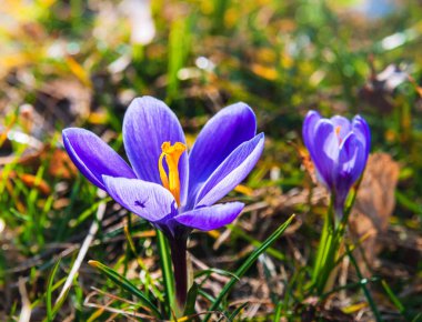 Bahar güneşli bir gün. Güneşle aydınlanan iki mor kır çiçeği. Arka plan bulanık..