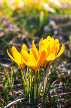 Bahar güneşli bir gün. Güneşle aydınlatılan sarı timsahlar. Arka plan bulanık. Boşluğu kopyala.