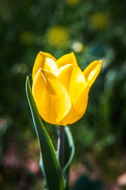 Güneşli bahar günü. Çiçek açan sarı lale. Uzayı kopyala..