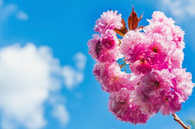 Güneşli bahar günü. Mavi gökyüzüne karşı çiçek açan Sakura dalı. Anlaşıldı..