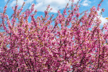 Bahar güneşli bir gün. Mavi gökyüzüne karşı çiçek açan Sakura. Uzayı kopyala..