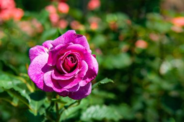 Çiçek açan leylak gülü. Çiçek pankartı. Arka plan bulanık..