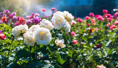 Yaz güneşli bir gün. Parkta beyaz güller açar. Çiçekler güneş tarafından aydınlatılır. Arka plan bulanık. Bahçe kavramına sahip arka plan. Boşluğu kopyala.