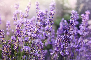 Lavanta. Sahada çiçek açan lavanta, yakın plan. Büyüyen lavantanın mor arka planı. Aromaterapi.