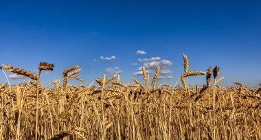 Ukrayna. Mavi gökyüzüne karşı altın buğday kulakları. Sarı-mavi yaz arka planı..