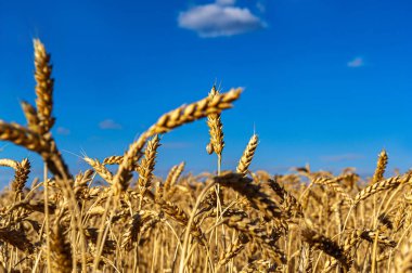 Ukrayna. Mavi gökyüzüne karşı altın buğday kulakları. Sarı-mavi yaz arka planı..