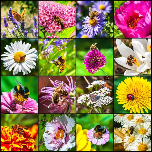 stock image A colorful collage of beautiful flowers with insects sitting on them.Gardening concept.