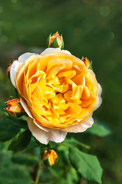 stock image Blooming yellow rose against a background of green leaves.The background is blurred.Copy space.