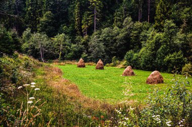 Ormanın yakınındaki bir çayırdaki saman yığınları. Arka plan bulanık. Boşluğu kopyala.