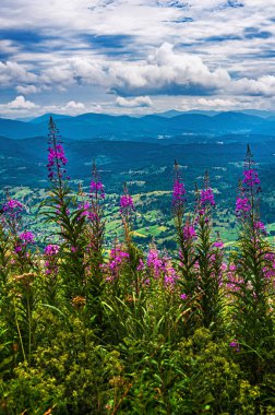 Dağ manzarası. Ormanlar dağların yamaçlarında yetişir. Fireweed ön planda çiçek açar. Boşluğu kopyala.