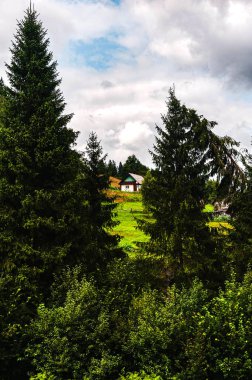 Karpatlar 'da yaz günü. İki köknar ağacı arasında küçük bir ev..