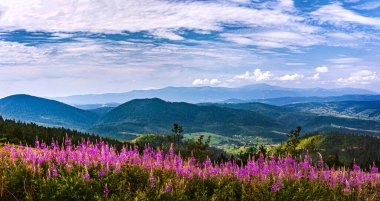 Karpat Dağları 'nın Panoraması. Dağların yamaçlarında ormanlar yetişir. Fireweed ön planda çiçek açar. Boşluğu kopyala.