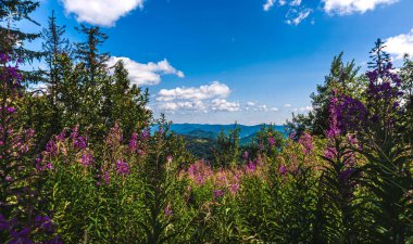 Karpatlar 'ın manzarası. Ormanlar dağların yamaçlarında yetişir. Fireweed ön planda çiçek açar. Boşluğu kopyala.
