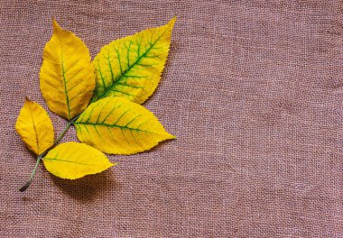 Çuval bezi üzerinde sarı sonbahar yaprağı. Boşluğu kopyala.