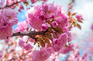 Bahar güneşli bir gün. Sakura çiçeğinin bir dalı. Arka plan bulanık..