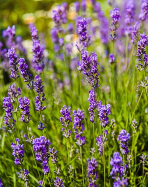 Lavanta. Sahada çiçek açan lavanta, yakın plan. Büyüyen lavantanın mor arka planı. Aromaterapi.