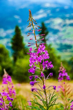 Karpat Dağları 'nın arka planında çiçek açan ateş yosunu. Arka plan bulanık..