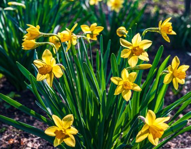 Çiçek açan nergis çalısı. Çiçekler güneş tarafından aydınlatılır..
