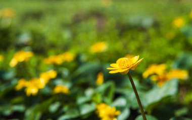 Bahar arkaplanı. Çiçek açan bataklık kadife çiçekleri. Arka plan bulanık.,