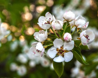 Akşam ışığında çiçek açan armut dalı. Bahar arkaplanı. Boşluğu kopyala.