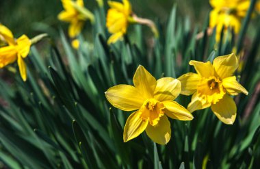 Çiçek açan sarı nergis. Arka plan bulanık..