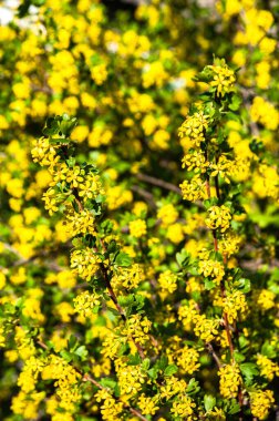 Bahar arka planı. Bahçede frenk üzümü var. Arka plan bulanık..