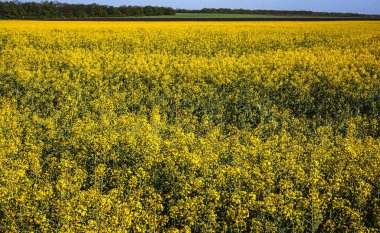 Güneşli bir bahar günü. Çiçek açan tecavüz tarlası. Uzayı kopyala..