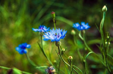 Yaz günü. Bahçede çiçek açan çiçek. Arka plan bulanık..