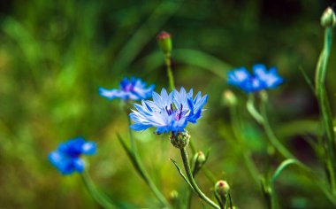 Yaz günü. Bahçede çiçek açan çiçek. Arka plan bulanık..