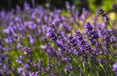 Lavanta. Sahada çiçek açan lavanta, yakın plan. Büyüyen lavantanın mor arka planı. Aromaterapi.