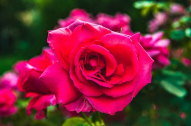 Pembe gül çiçeği. Bahçe kavramı. Arka plan bulanık..