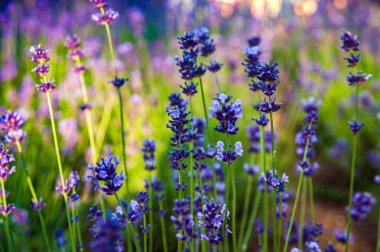 Lavanta. Sahada çiçek açan lavanta, yakın plan. Büyüyen lavantanın mor arka planı. Aromaterapi.