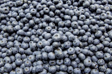 Doğal organik yaban mersini yığını