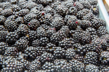 Tatlı organik böğürtlenleri kapatın.