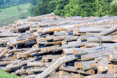 валять ліс дерев на тлі деревини