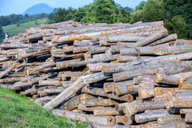 валять ліс дерев на тлі деревини