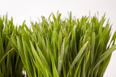 Beyaz bir arka plan üzerinde izole bir tencerede yeşil çimen