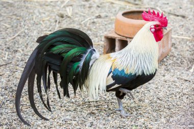 Güzel horoz kırmızı ibikle ötüyor