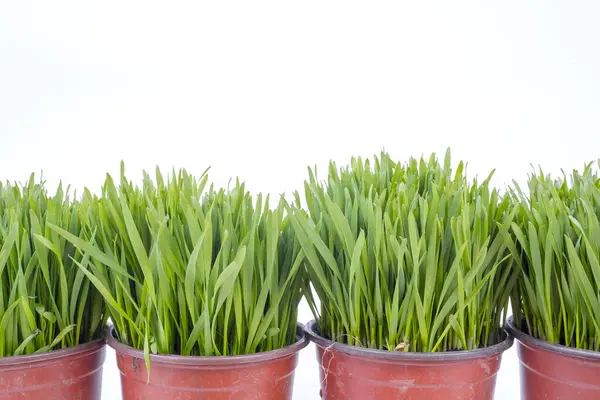 Green Grass Pots Isolated White Background — Stock Photo, Image