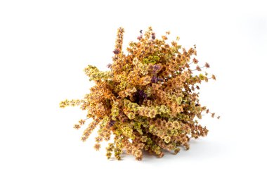 Beyaz arkaplanda bir demet kurutulmuş fesleğen