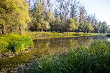 Manzaranın doğası: Sonbaharda nehir ve ormanlar - sudaki ağacın yansıması  