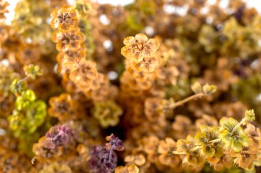 Beyaz arkaplanda bir demet kurutulmuş fesleğen