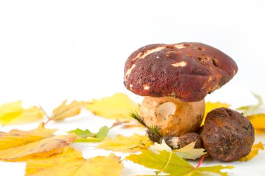 Beyaz yapraklı taze yabani mantarlar.