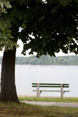Nehre bakan bir ağacın altında park bankı.