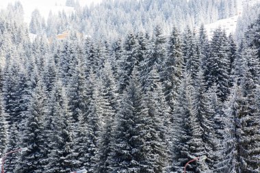 Karla kaplı ağaçlarla kaplı güzel kış manzarası